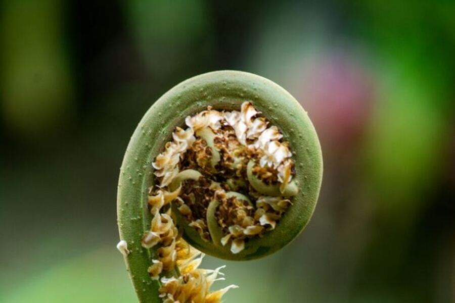 Brote de helecho enrollado en espiral.